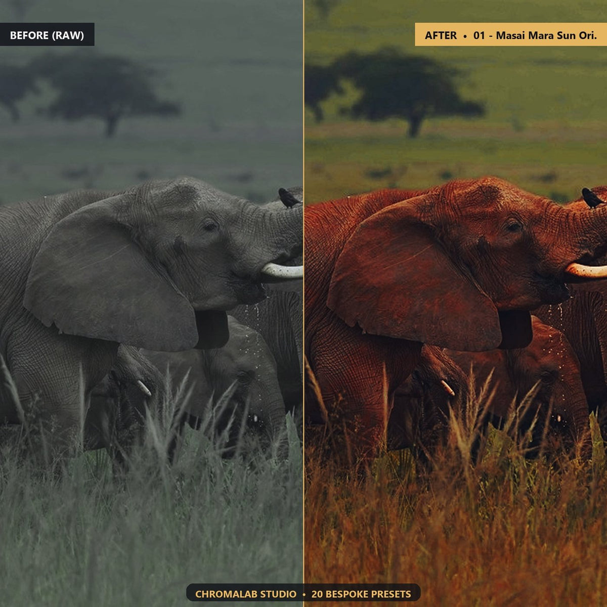 African Safari Savannah - Before & After Split