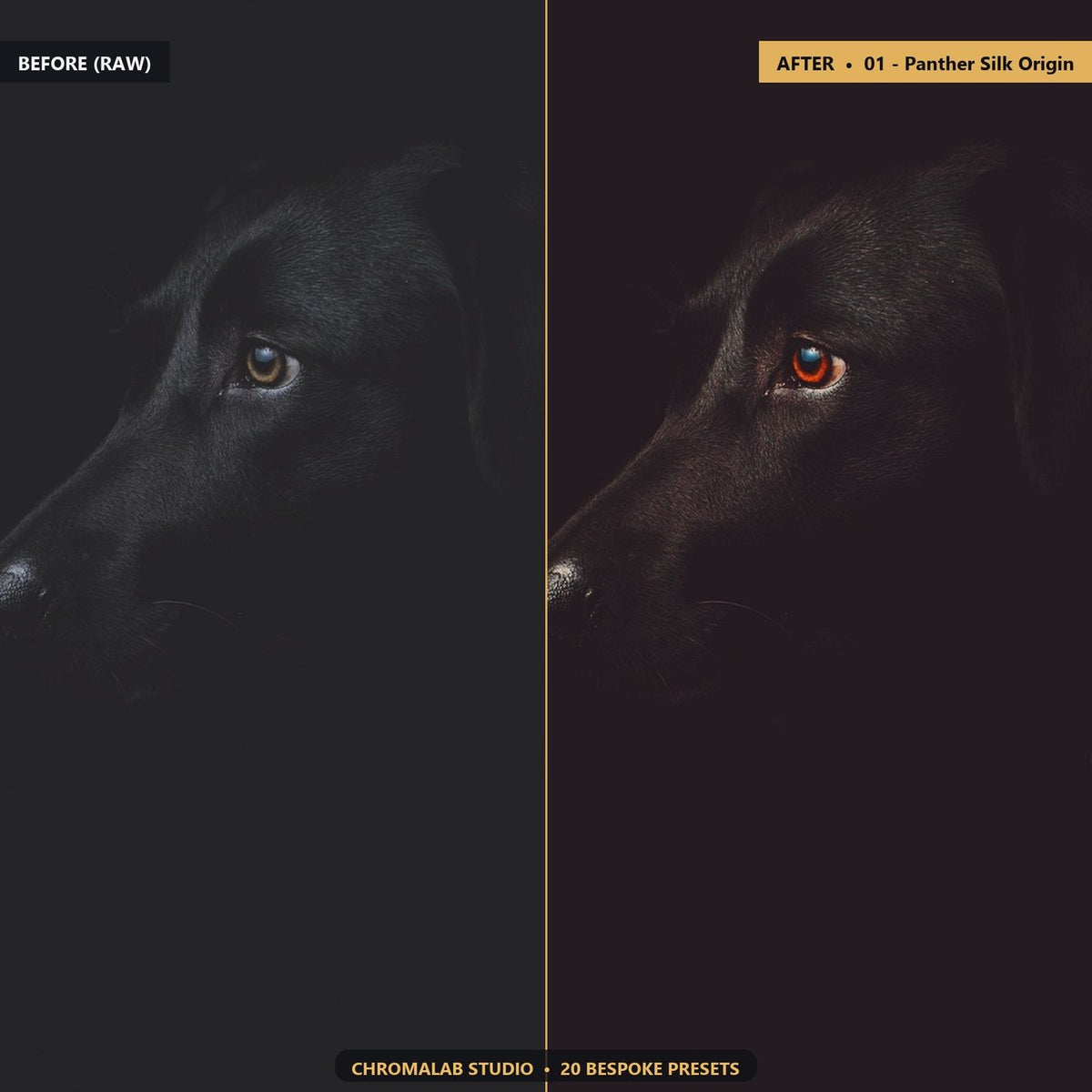 Black Dog Dark Fur Rescue - Before & After Split