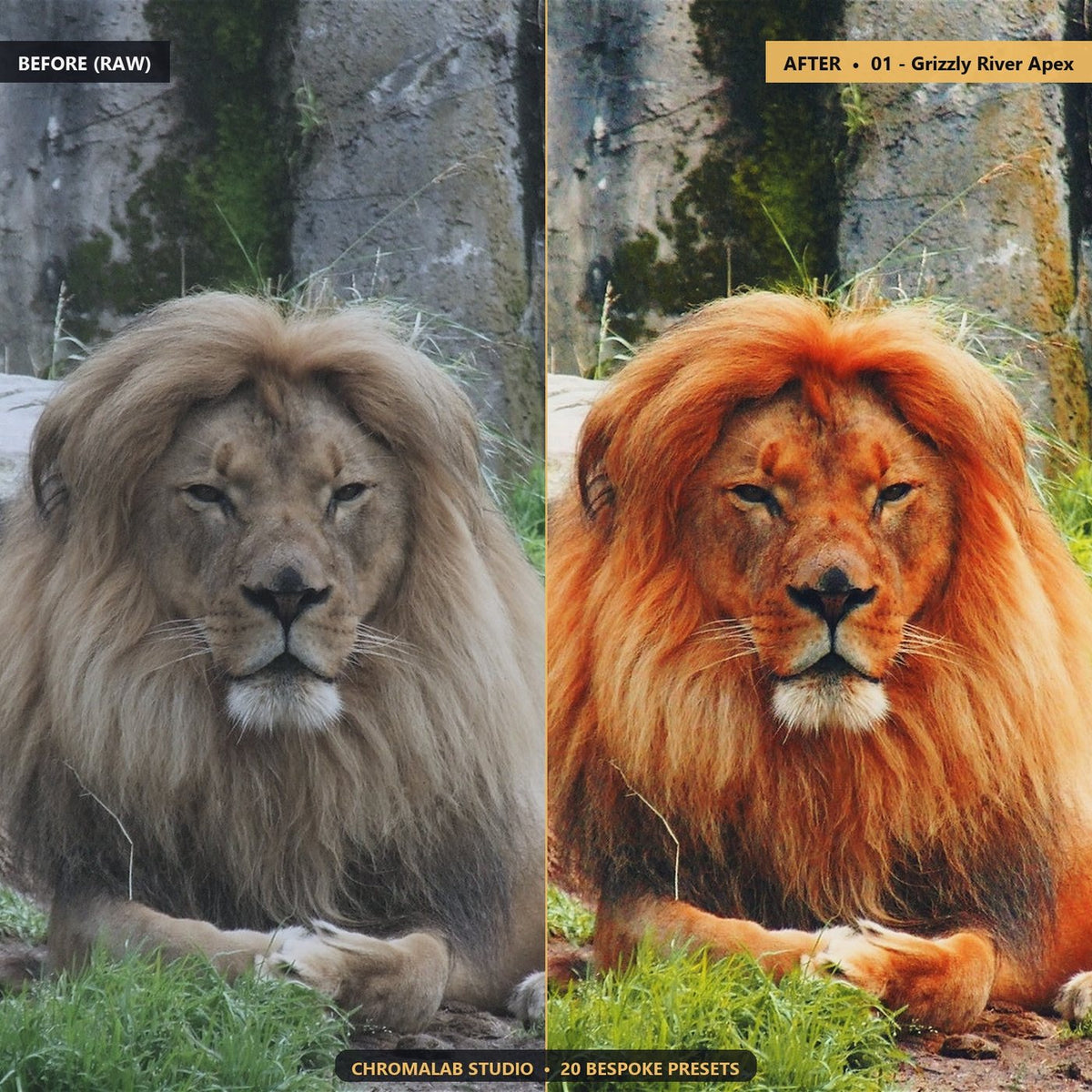 Wildlife Safari Predators - Before & After Split