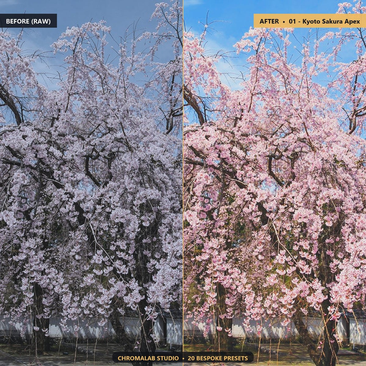 Cherry Blossom Sakura Spring - Before & After Split