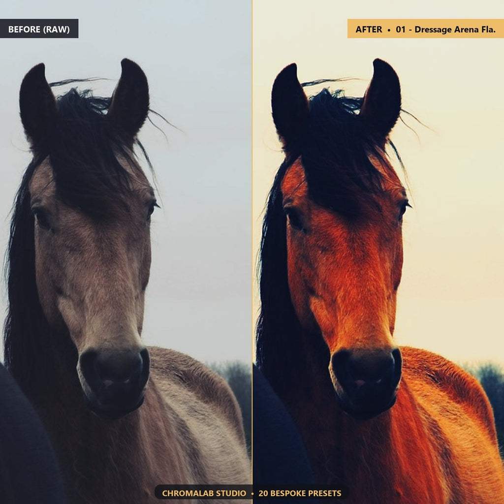 Equestrian Horse Show Sheen - Before & After Split