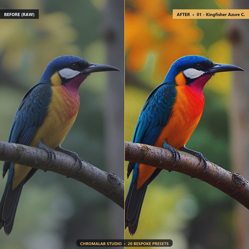 Wild Birds Feather Iridescence - Before & After Split