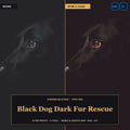Black Dog Dark Fur Rescue — 20 Lightroom Presets (Mobile & Desktop) - Cover
